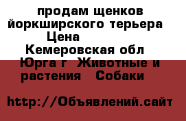 продам щенков йоркширского терьера › Цена ­ 15 000 - Кемеровская обл., Юрга г. Животные и растения » Собаки   